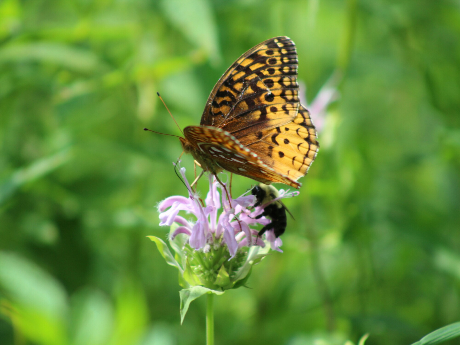 Bees and Butterflies